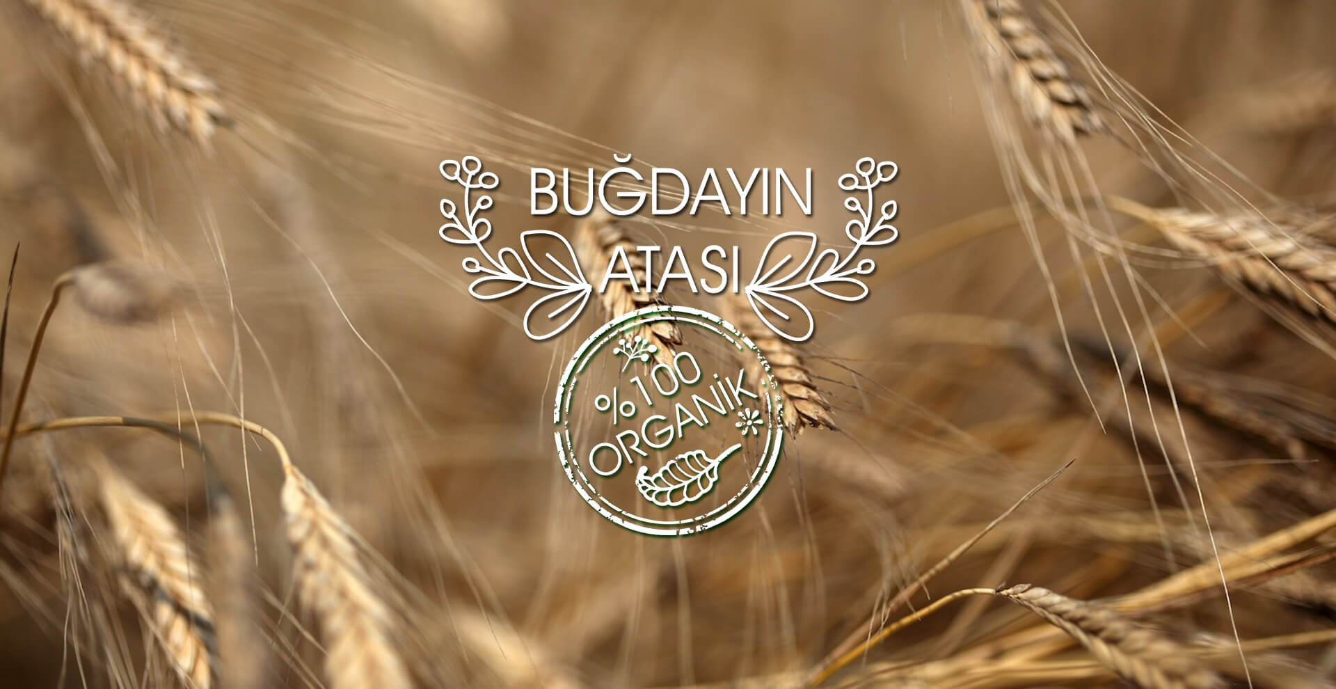 buranlar, gıda, siyez, un, unu, bulgur, buğday, atası, ihsangazi, kastamonu, organik