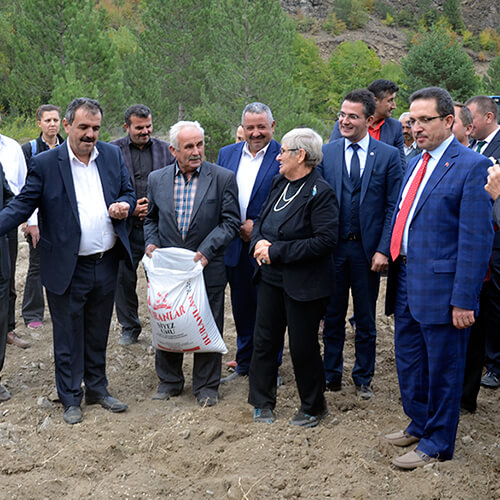 buranlar, gıda, siyez, un, unu, bulgur, buğday, atası, ihsangazi, kastamonu, organik