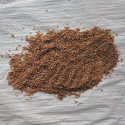 buranlar, gıda, siyez, un, unu, bulgur, buğday, atası, ihsangazi, kastamonu, organik